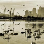 Swanning anout the city