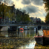 Fallen Leaves in Amsterdam